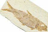 Detailed Fossil Fish (Knightia) - Wyoming #244209-1